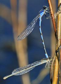 Familiar Bluet